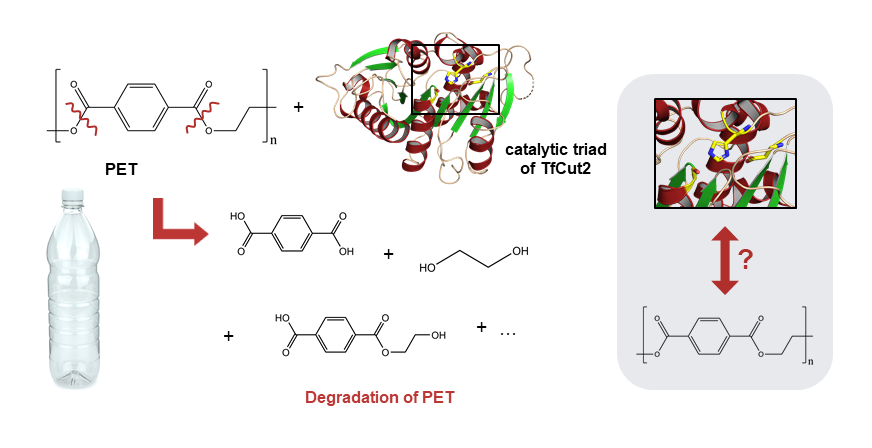 enlarge the image: Schematic representation of the enzymatic PET degradation