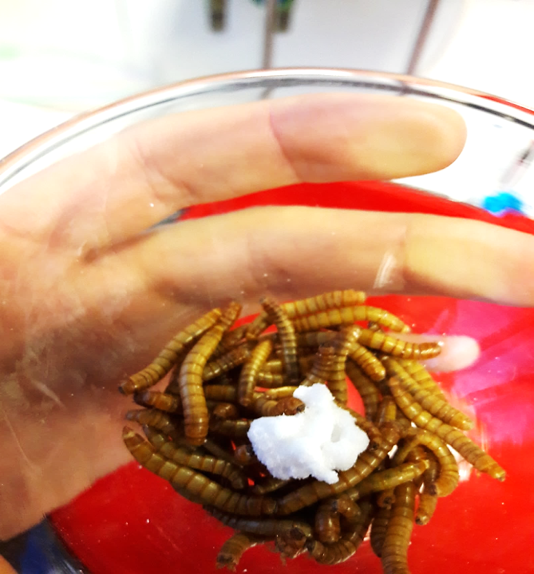 zur Vergrößerungsansicht des Bildes: Mehlwürmer - ein Ausweg? (Foto von Mehlwürmer, die Styropor fressen), Foto: Institut für Didaktik der Chemie