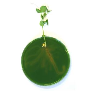 Säuren - nicht nur ätzend!(Darstellung einer Erbsenpflanze in Agar-Agar, welcher mit Unitest grün gefärbt ist, um Wurzeln sind gelbe Bereiche erkennbar), Foto: Insitut für Didaktik der Chemie