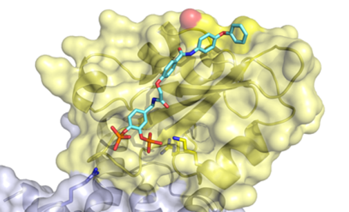 zur Vergrößerungsansicht des Bildes: Das Bild zeigt das Protein STAT5b im Komplex mit dem Hemmstoff Stafib-2.
