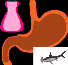 Hammerhai, Magensäure und Haushaltsreiniger, Bild: Pixabay