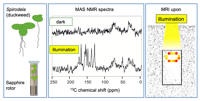 enlarge the image: The solid-state photo-CIDNP effect occurring 13C enriched plant observed in a 13C MAS NMR spectrum. The effect might be transferred to MRI for improving contrasts