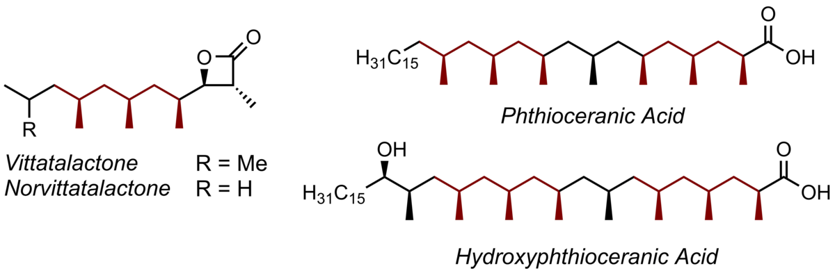 Abbildung der vier synthetisierten Vertreter der Naturstoff-Klasse der Polydeoxypropionaten: Vittatalacton, Norvittatalacton, Phthioceran- und Hydroxyphthioceransäure.