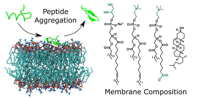 Oxidised model membranes have different effects on peptide fibril formation, driven by membrane surface attraction, peptide charge and peptide structural properties. Image: Leipzig University