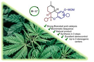 Das Bild zeigt die allgemeien Strukturformel von cis-Tetrahydrocannabinol. Der Naturstoff ist Bestandteil der abgebildeten Cannabis-Pflanze.